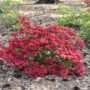 Azalea – Girard’s Crimson – #3 Container
